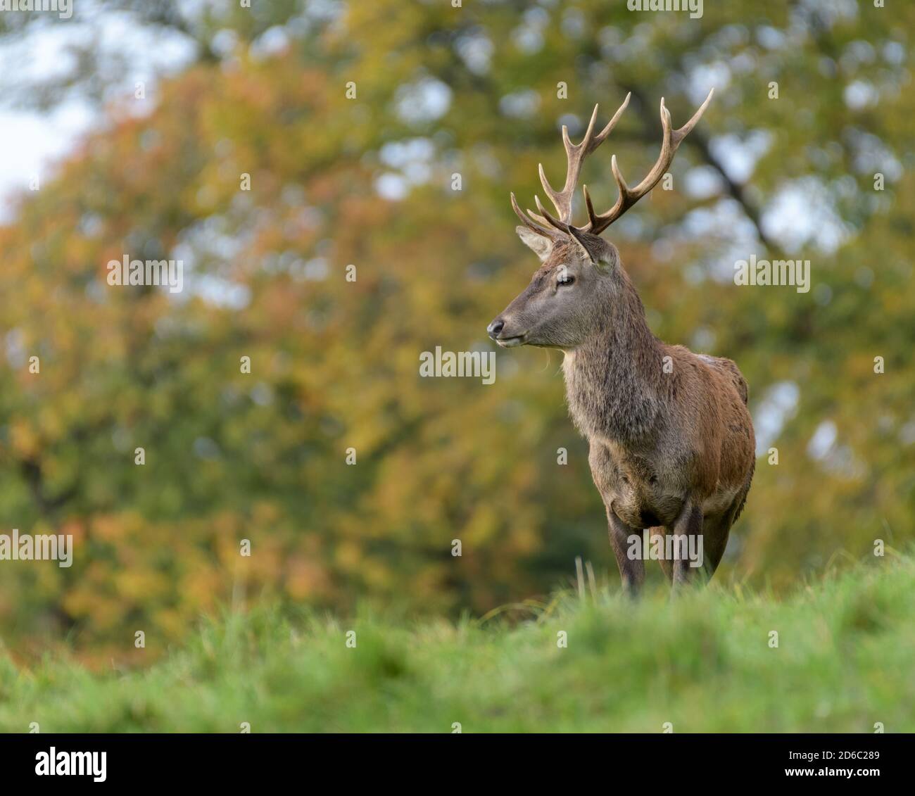 Red Deer Rut, Studley Royal, North Yorkshire Stockfoto