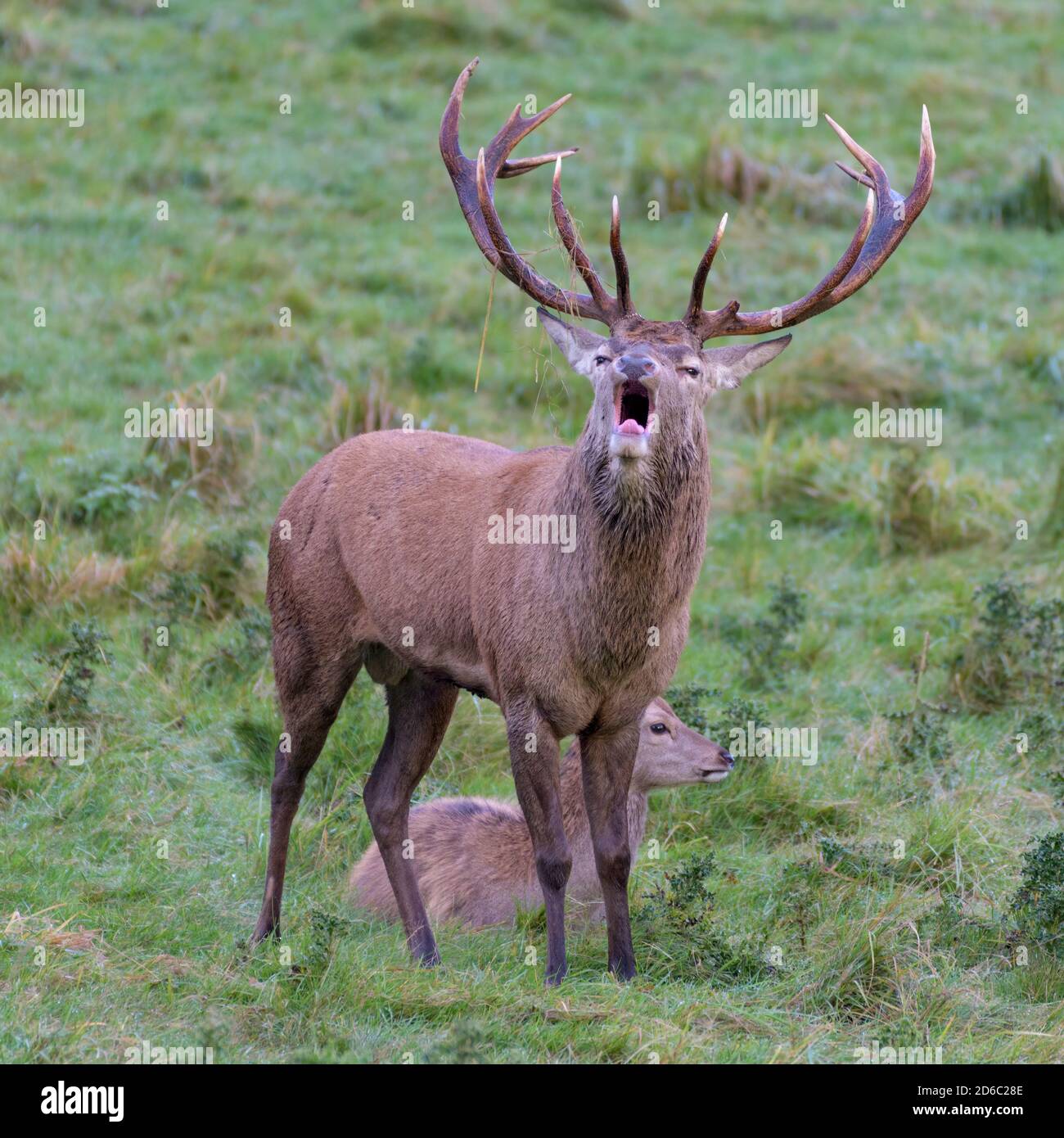 Red Deer Rut, Studley Royal, North Yorkshire Stockfoto