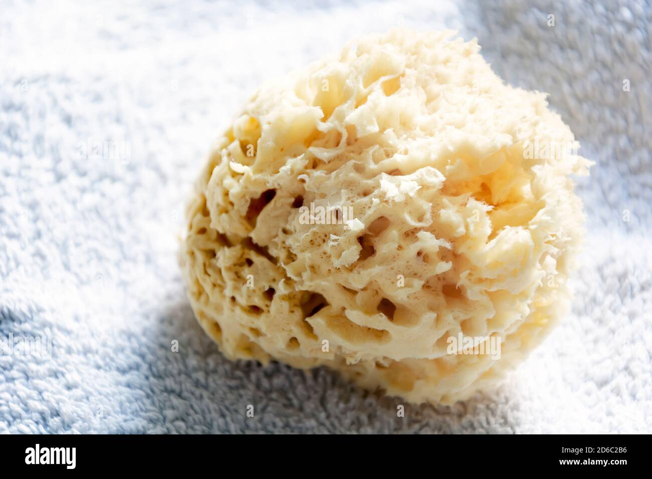 Nahaufnahme eines natürlichen Schwamms auf einem Handtuch. Hautpflege und persönliche Reinigung Werkzeug Stockfoto