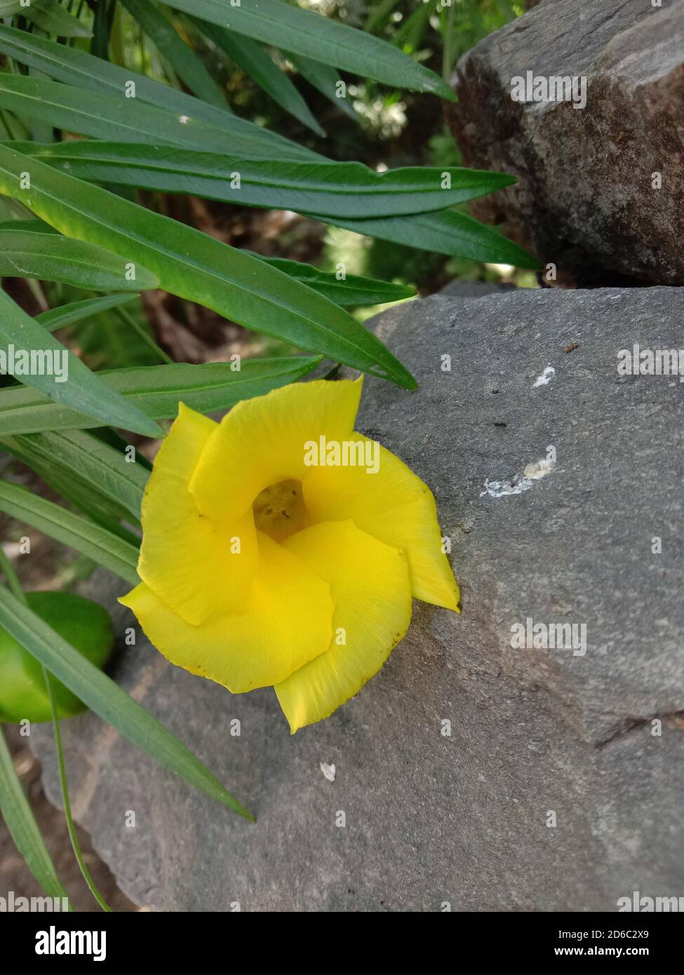 Thevetia peruviana Blume oder kaner und Blätter Stockfoto