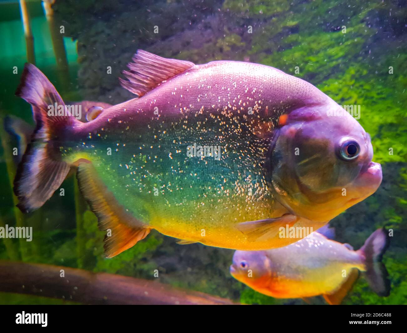 Piranha fish aquarium Fotos und Bildmaterial in hoher Auflösung Alamy