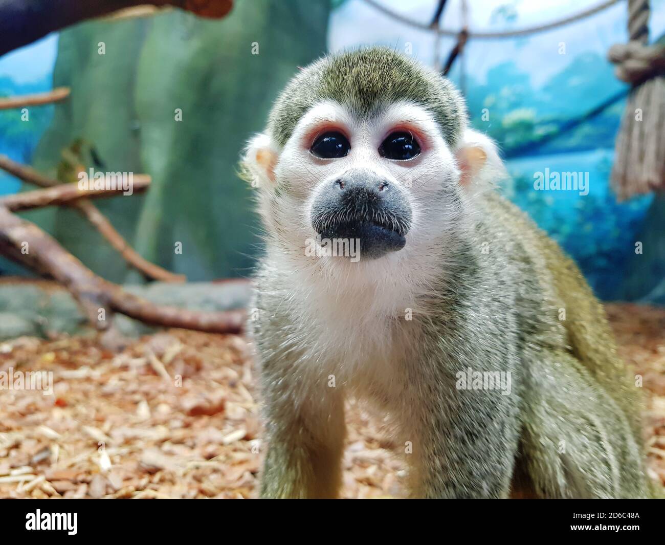 Saimiri sciureus. Nahaufnahme eines Eichhörnchen Affen mit großen Augen im Zoo. Stockfoto