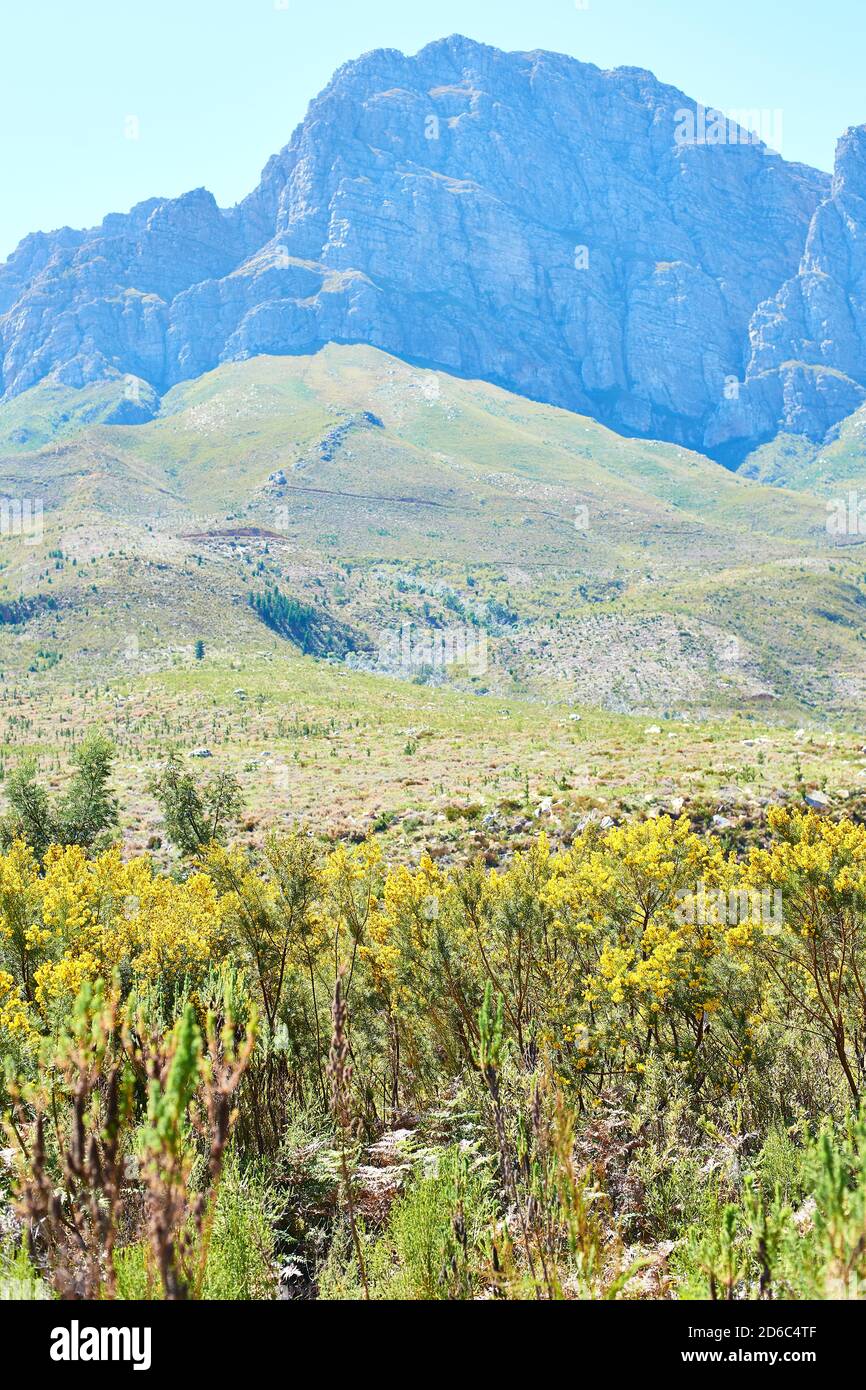 Yellow Port Jackson blüht im Jonkershoek Naturschutzgebiet mit Jonkershoek Berge im Hintergrund Stockfoto