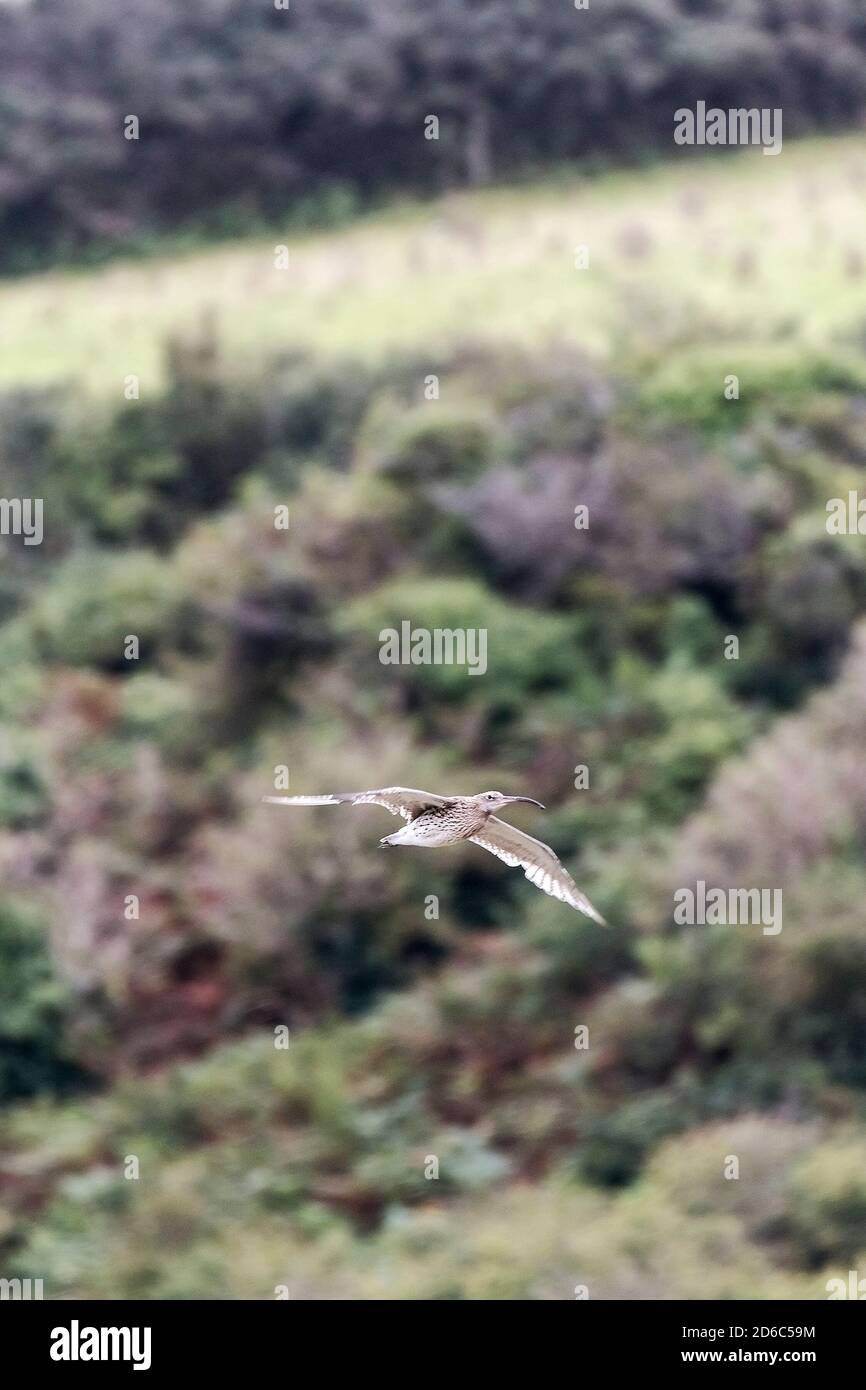 Ein Curlew Numenius arquata fliegt über die Gannel in Newquay in Cornwall. Stockfoto