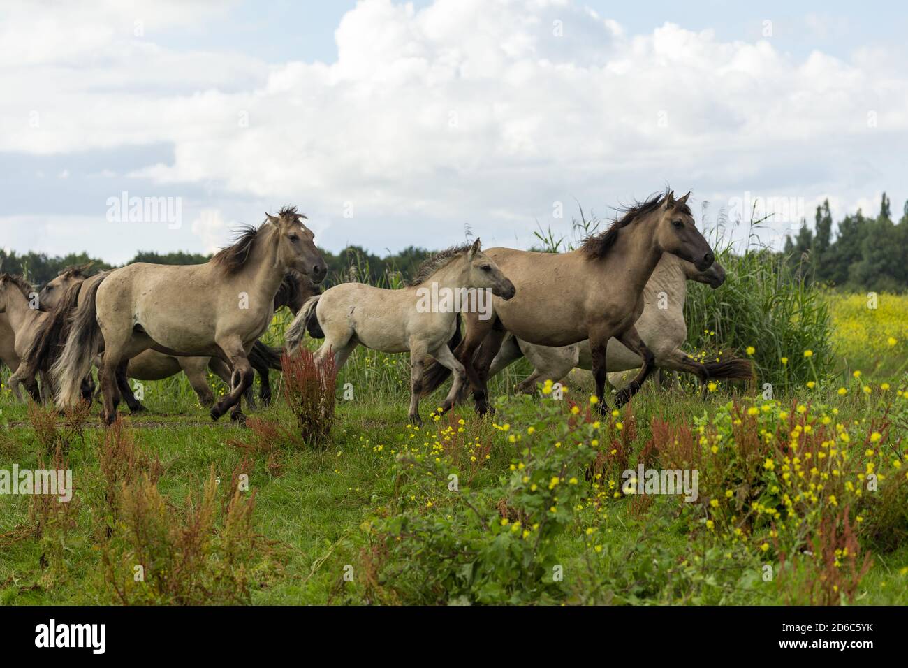 Wilde Konik Pferde oostvaardersplassen Naturschutzgebiet Flevoland Niederlande europa Stockfoto