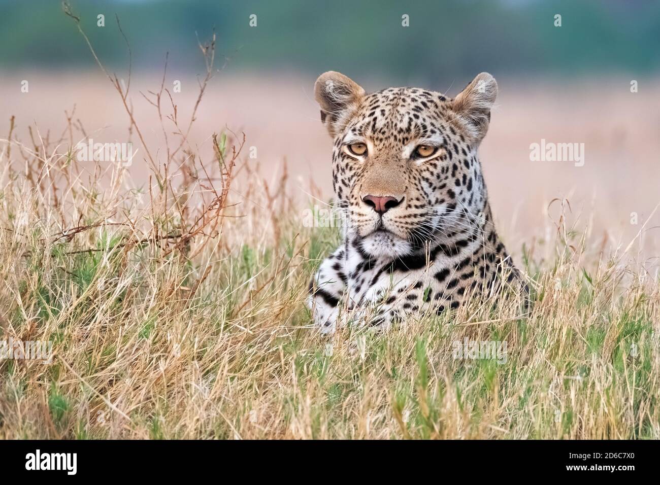 Leopard (Panthera pardus) schaut in die Kamera. Okavango Delta, Botswana, Afrika Stockfoto