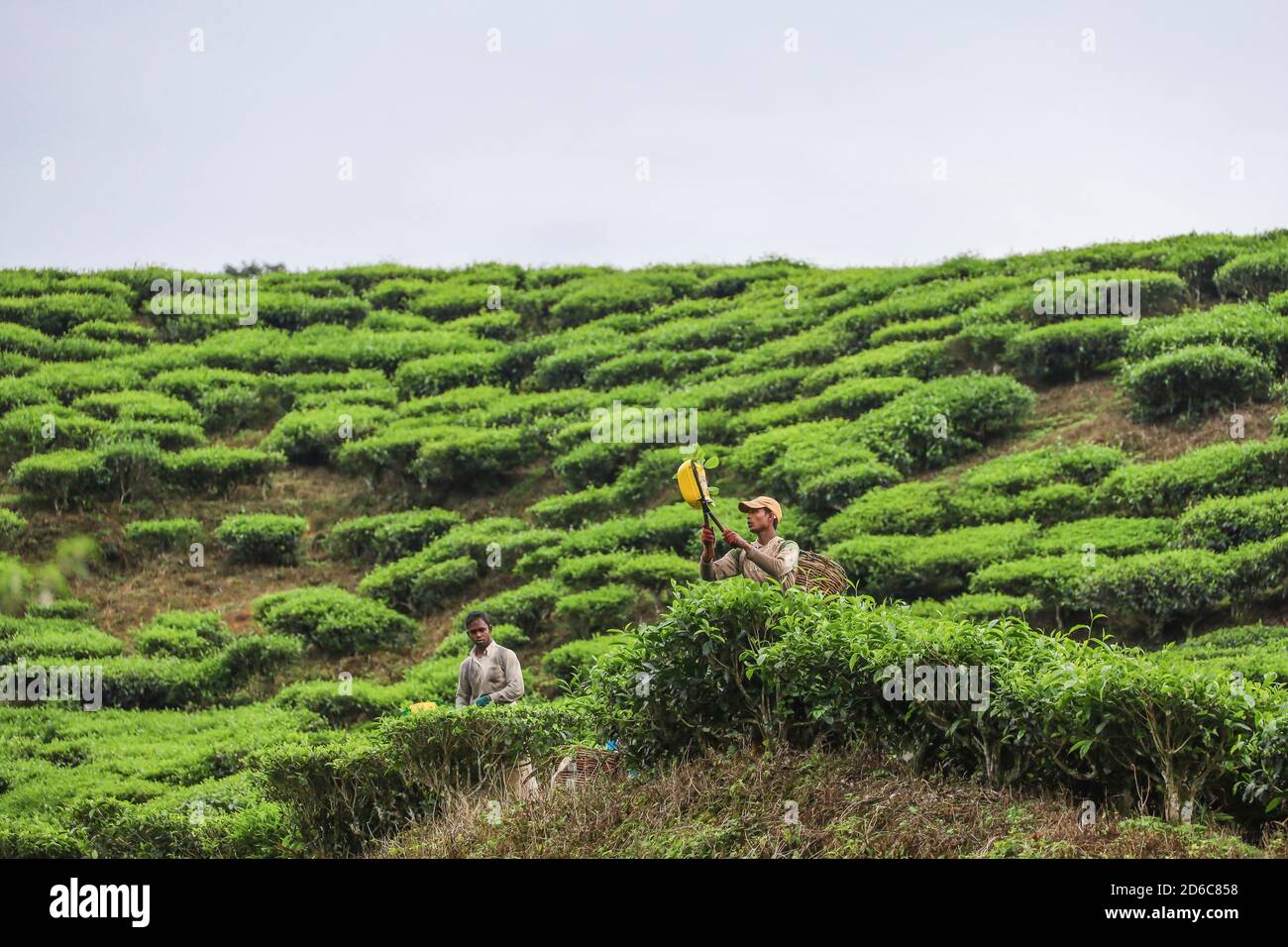 Plantagenarbeiter pflücken Teeblätter in einer Teeplantage in Malaysia, mit Kutter statt der traditionellen Art der Ernte Blätter von Hand. Stockfoto