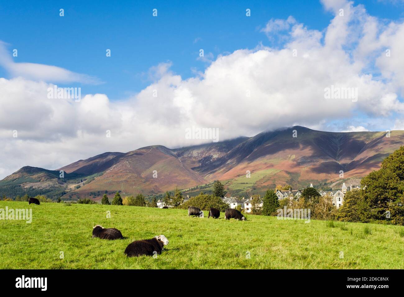 Herdwick Schafe grasen mit Stadt hinter Skidaw im Lake District National Park von Crow Park, Keswick, Cumbria, England, Großbritannien Stockfoto