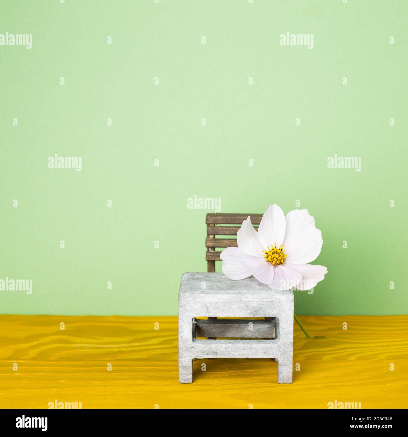 Gemeinsame Kosmos Blume auf Schreibtisch mit grünem Hintergrund Stockfoto