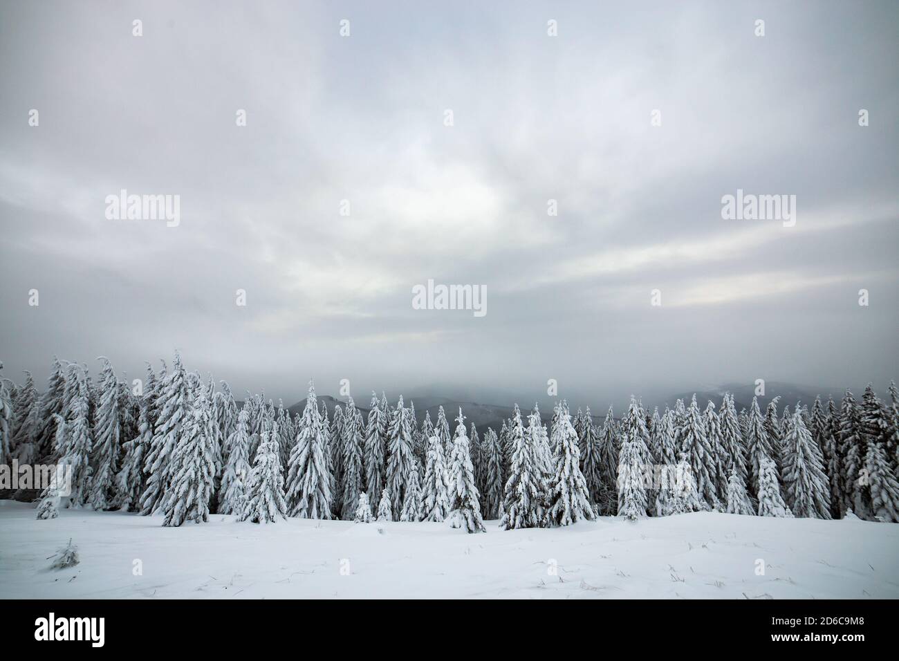 Dramatische Winterlandschaft mit Fichtenwald mit weißem Schnee in kalten gefrorenen Bergen. Stockfoto