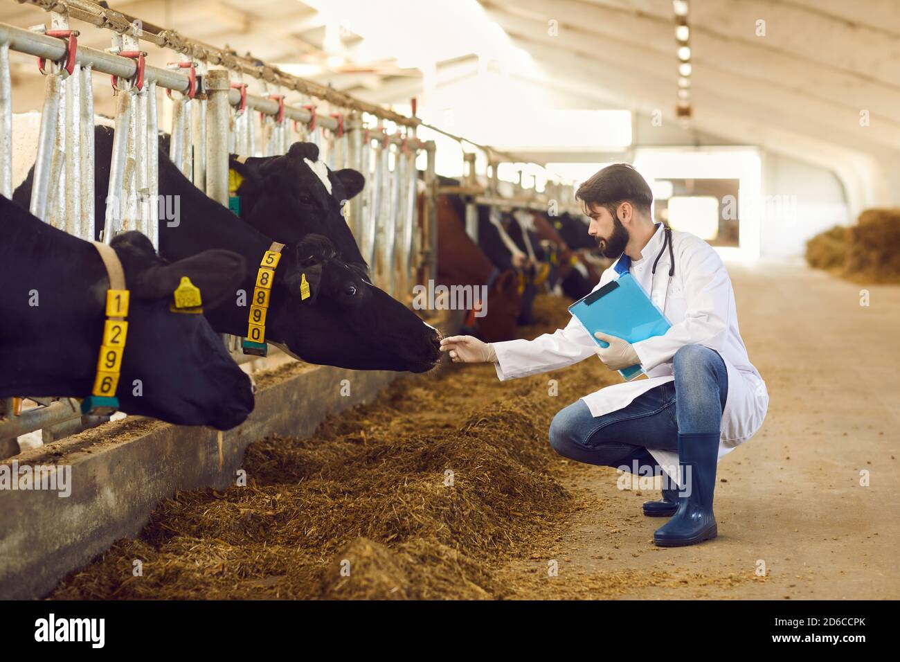 Serious Tierarzt mit Zwischenablage in der Hand Kontrolle auf Kühe Auf Milchviehbetrieb Stockfoto