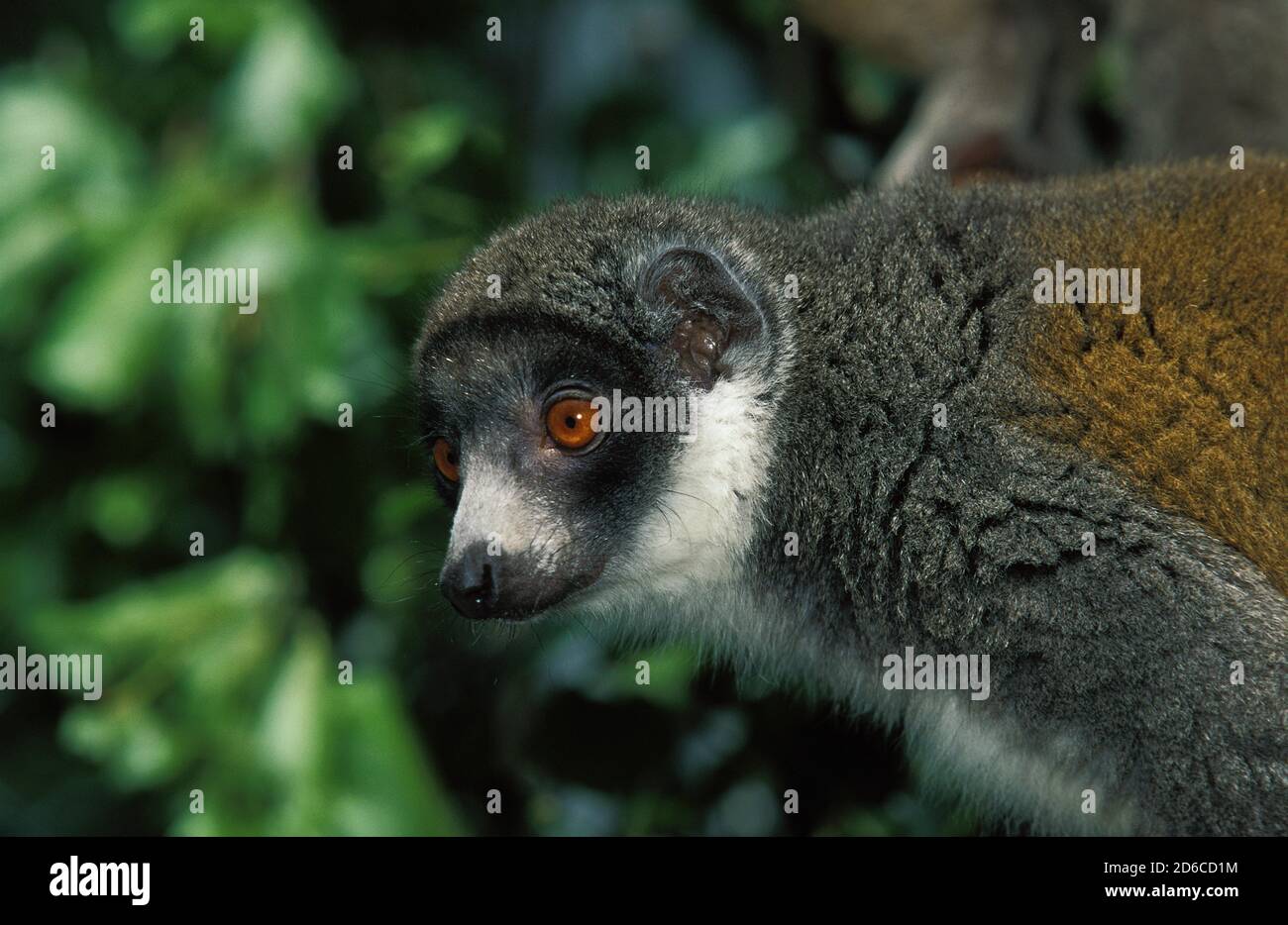 MONGOOSE LEMUR Lemuren Mongoz, Kopf der Erwachsenen gegen Laub Stockfoto