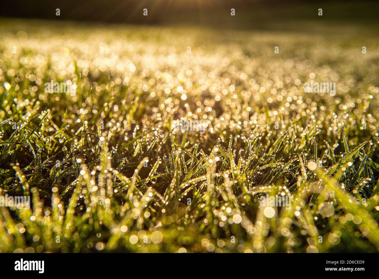 Morgengras mit hunderten von Wassertropfen, englischer Herbst Stockfoto