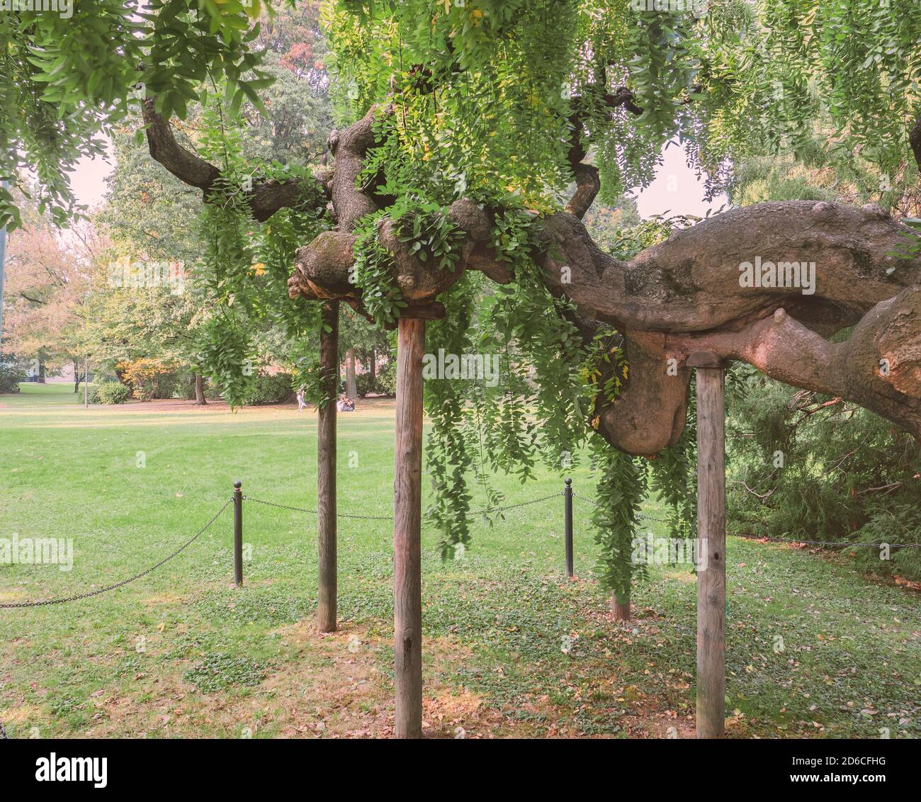 Stützelemente für Bäume. Der lange Ast eines alten Baumes in einem Schweizer öffentlichen Park, unterstützt von Holzmasten Stockfoto