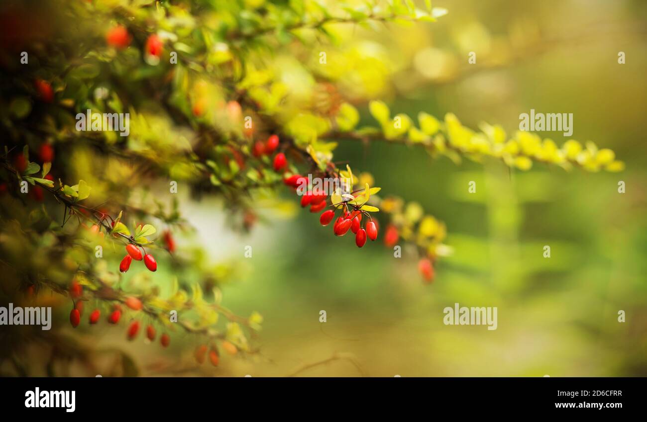 Auf den dünnen grünen Ästen des Strauch reifen rote Berberbeeren, die im warmen Herbst vom Sonnenlicht erleuchtet werden. Ernte. Waldbeeren. Stockfoto