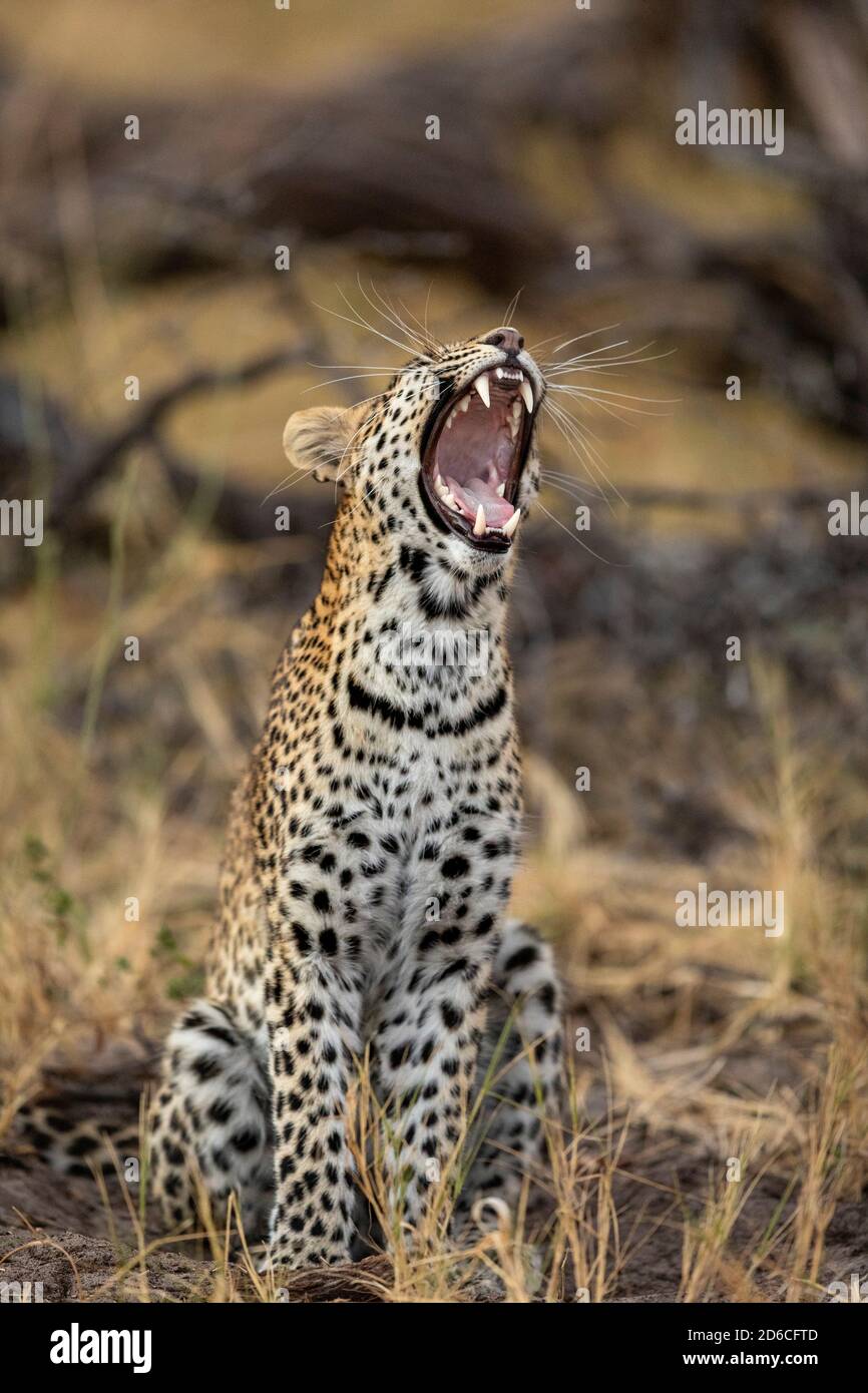 Vertikales Porträt eines gähnenden Leoparden mit Zähnen und Schnurrhaaren In Khwai River in Botswana Stockfoto
