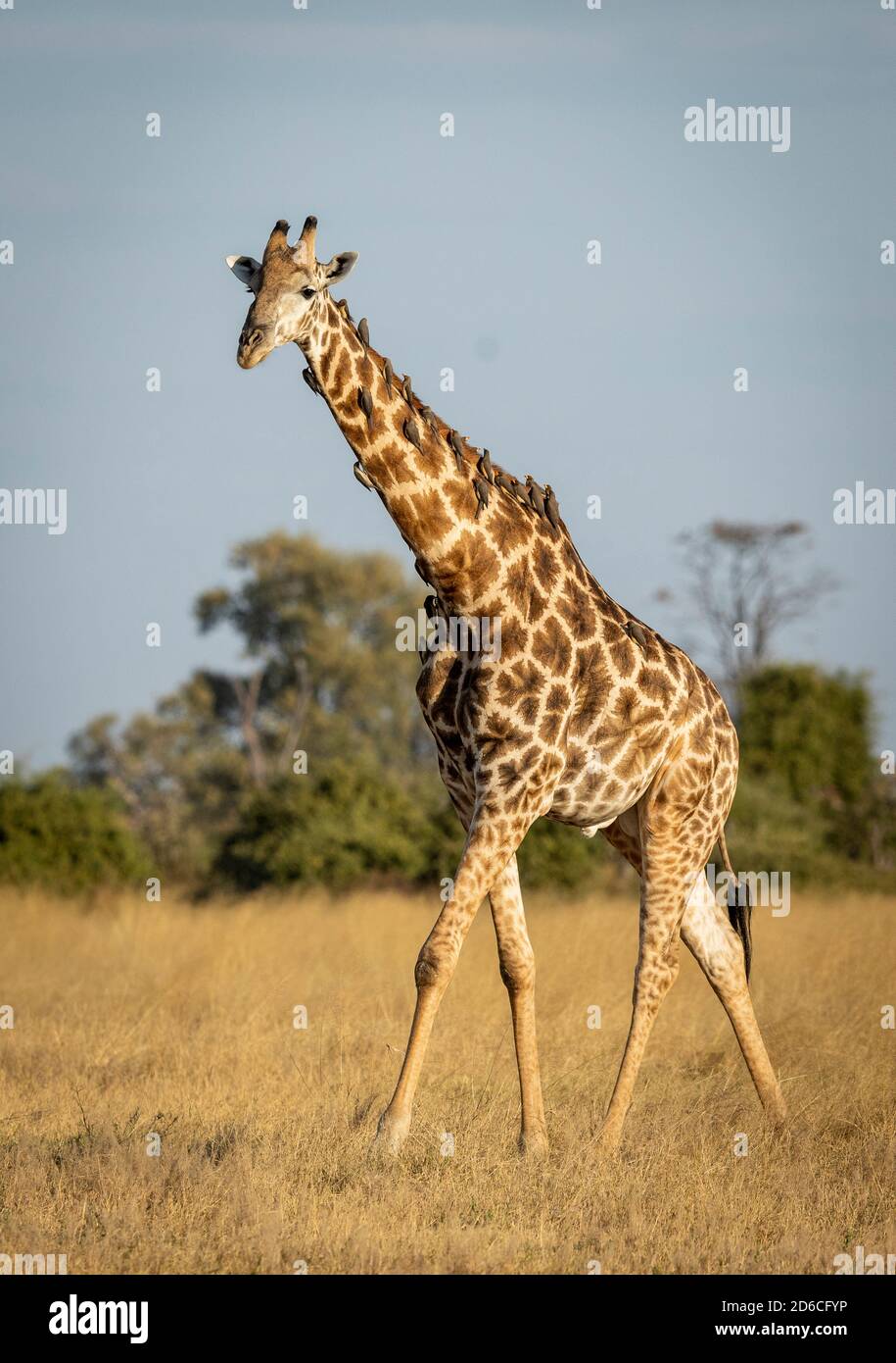 Vertikales Porträt einer männlichen Giraffe, die im trockenen Gras läuft Mit Ochsenpecker am Hals mit blauem Himmel Der Hintergrund in Savuti in Botswana Stockfoto