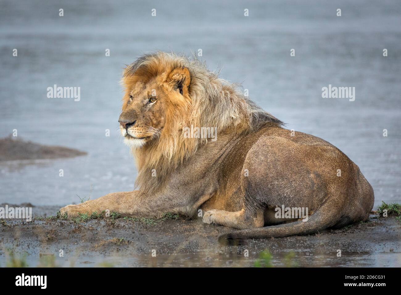 Männlicher Löwe, der am Rand des Wassers in schlammigem liegt Gras sucht wachsam in Ndutu in Tansania Stockfoto