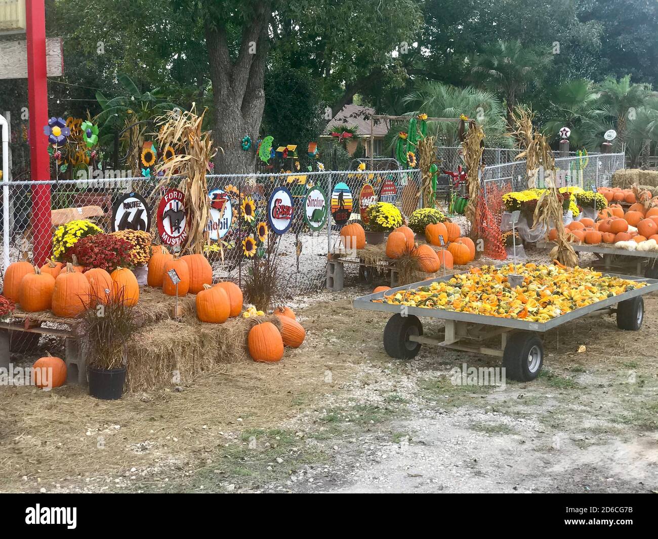 Kürbisse und andere Halloween-Dekorationen Stockfoto