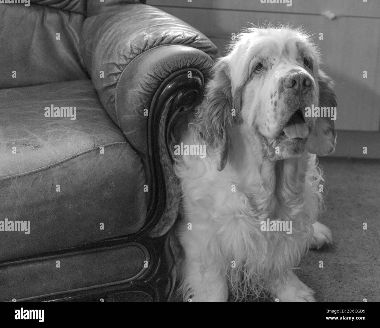 Mathos Clumber Spaniel & Show Champion Stockfoto