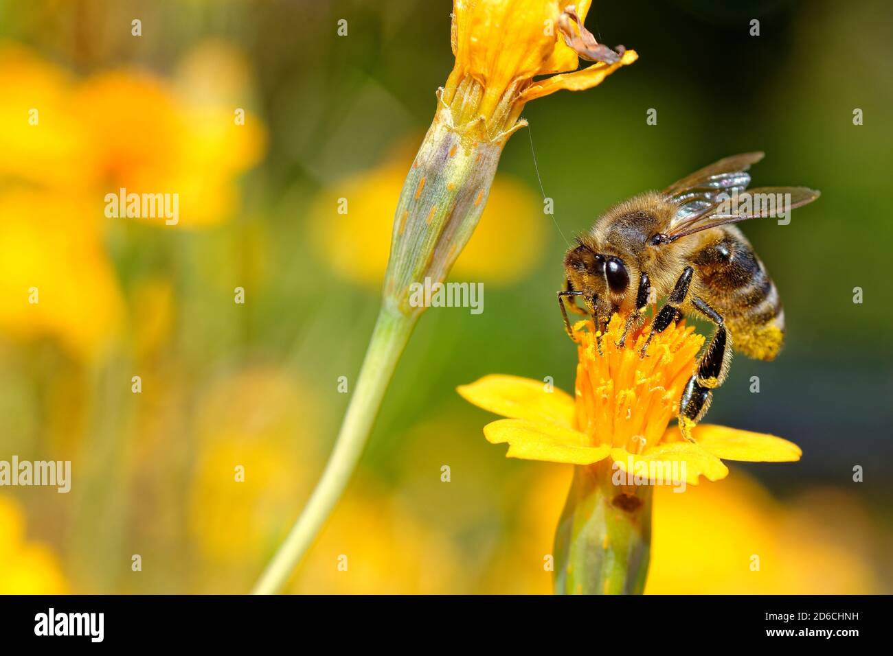 Nahaufnahme von Honigbiene sammeln Blumen Nektar, Makrobild Stockfoto