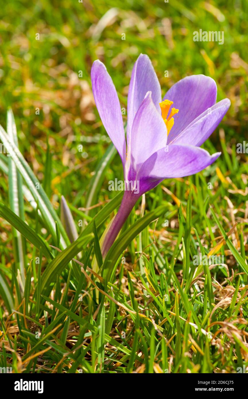 Crocus blüht im Gras mit flachem DOF Stockfoto