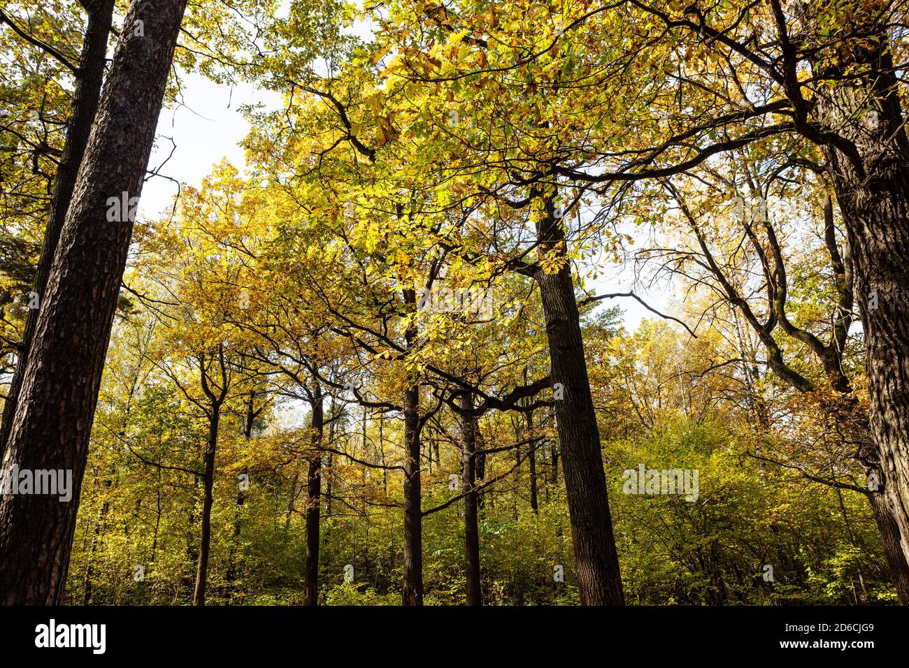 Gelber Eichenwald im Stadtpark ob Herbsttag Stockfoto