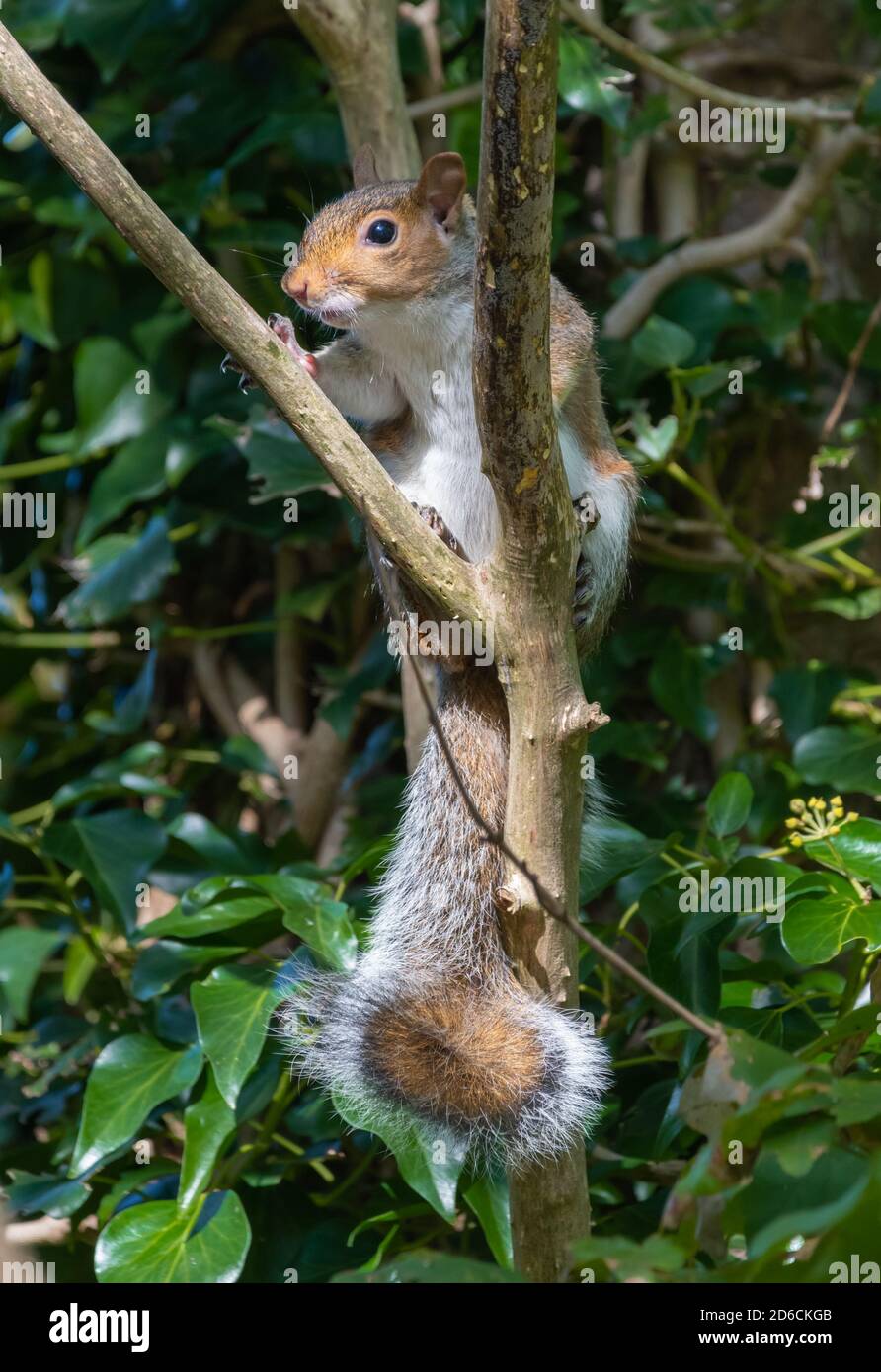 Ostgrauhörnchen (Sciurus carolinensis) auf einem Baumzweig im Herbst in England, Großbritannien. Vertikales Hochformat. Stockfoto