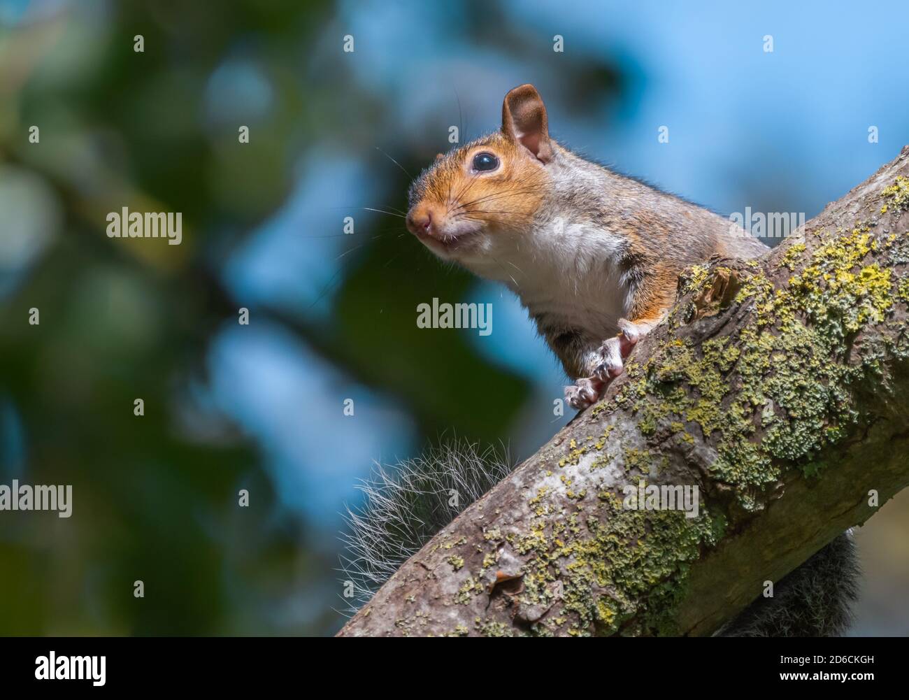 Ostgrauhörnchen (Sciurus carolinensis) auf einem Baumzweig im Herbst in England, Großbritannien. Stockfoto