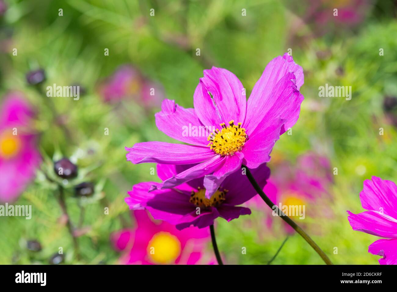 Garden Cosmos (Cosmos bipinnatus, mexikanischer Aster), eine blühende krautige Pflanze mit mauve / rosa Blüten im Herbst in West Sussex, England, UK. Stockfoto