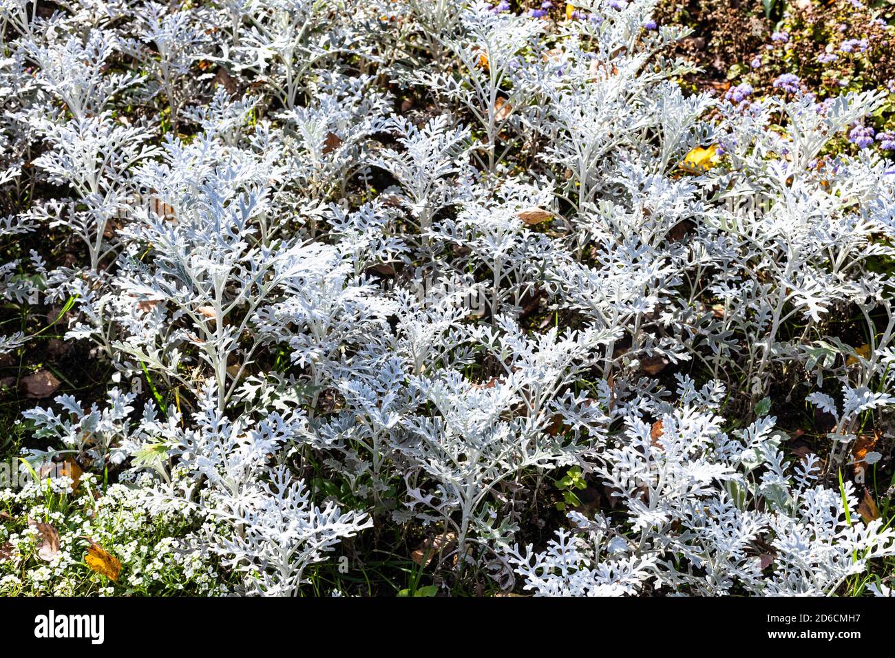 Jacobaea maritima Silberstaub (Silbernes Ragwort) Pflanze in der Nähe im Blumenbeet an sonnigen Herbsttag Stockfoto