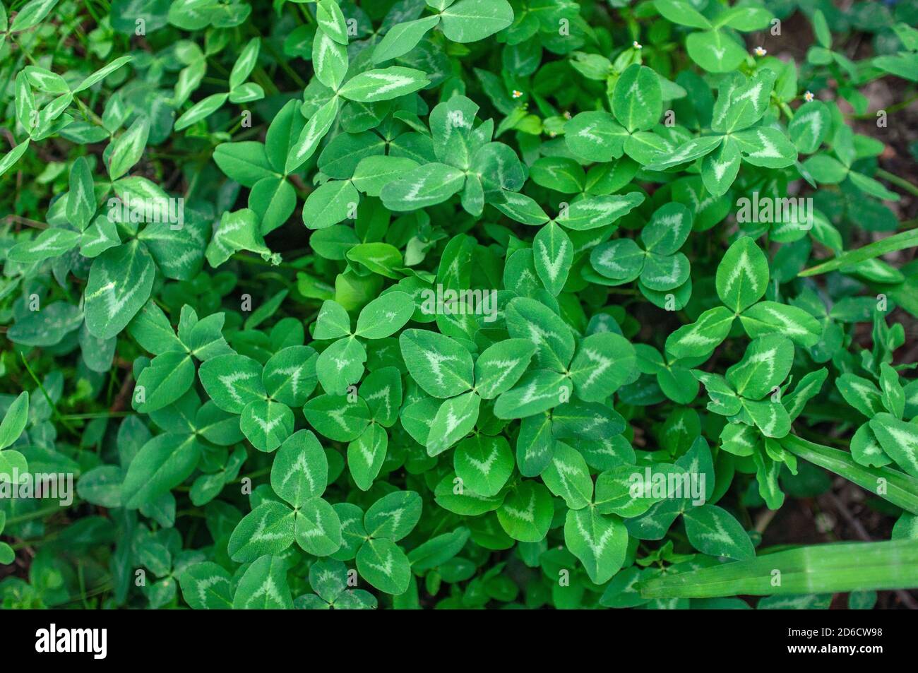 Hintergrund von blühenden jungen grünen Klee Stockfoto
