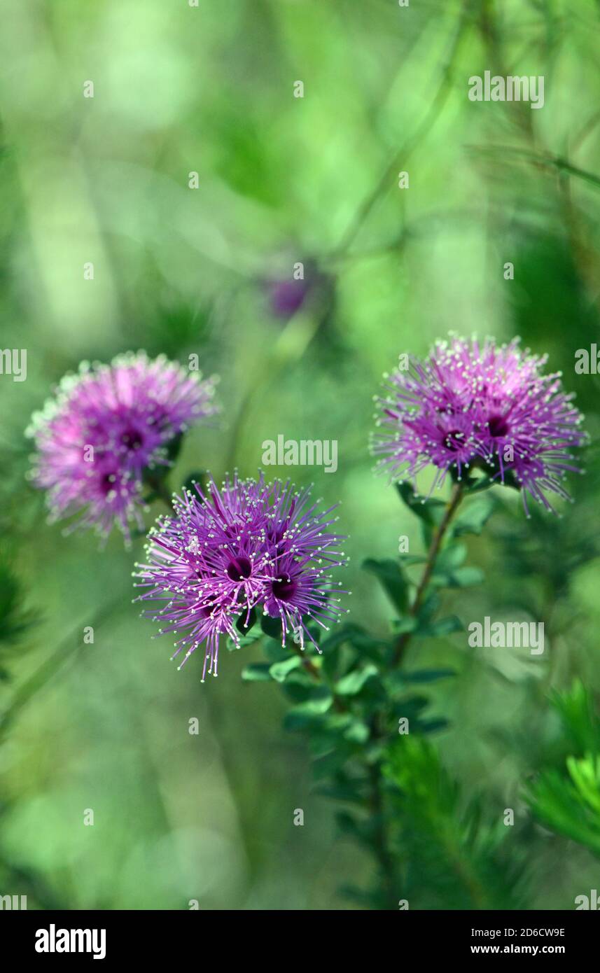 Kunzea capitata Fotos und Bildmaterial in hoher Auflösung Alamy