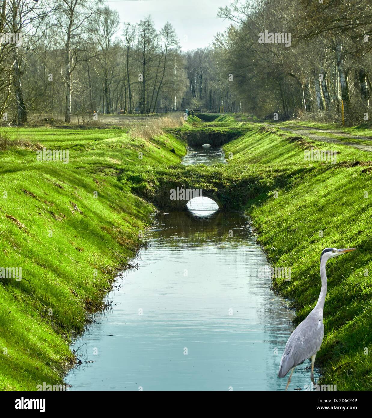 Drainage Graben, um den Moor-Bereich, mit kleinen Stegen, einem grauen Reiher und Böschungen mit Gras abtropfen lassen Stockfoto