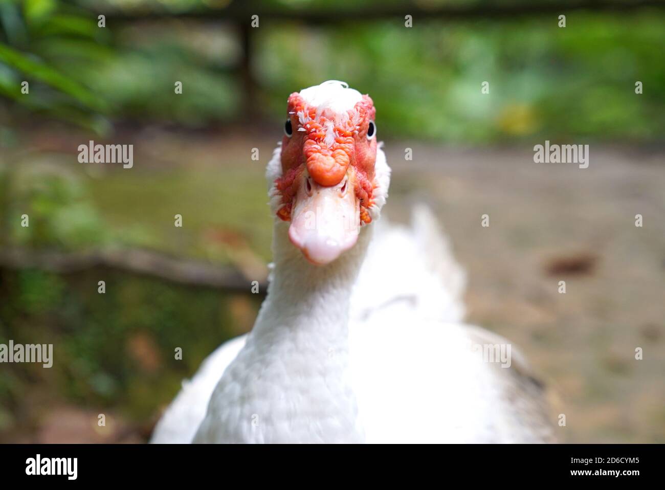 Kopfaufnahme einer weißen Ente mit rotem Kopf in okinawa japan, Luxusreisen, Abenteuer, wilde Reisen, freie Natur, Wildtierfotografie, Japaner, Stare Stockfoto