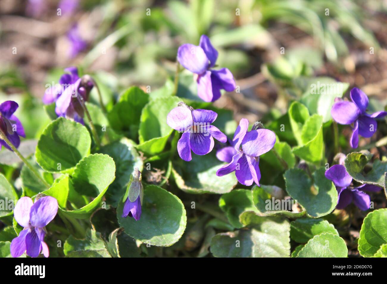 Nahaufnahme der violetten Frühlingsblumen Viola odorata, die im Garten wächst, Stockfoto