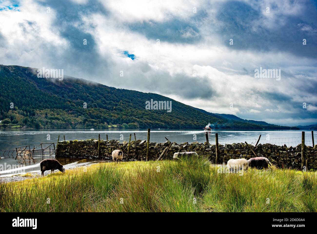 Schafe am Ufer des Coniston Water, Coniston, Cumbria, Lake District, Großbritannien Stockfoto