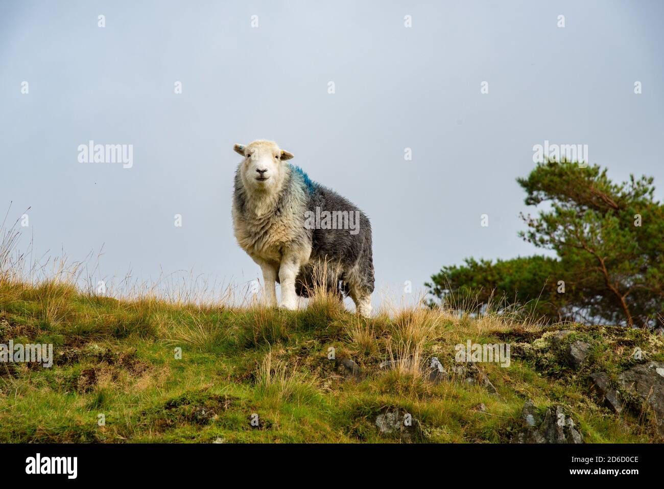 Ein Herdwick-Mutterschafe auf einem Hügel, Coniston, Cumbria, Lake District, Großbritannien Stockfoto