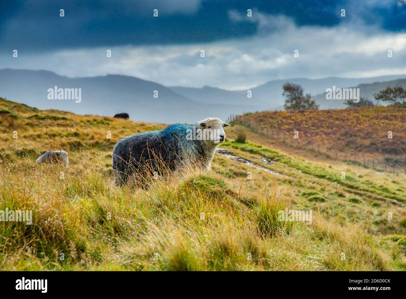 Ein Herdwick-Mutterschafe auf einem Hügel, Coniston, Cumbria, Lake District, Großbritannien Stockfoto