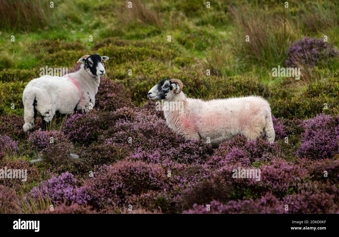Ein trüber, nebliger und regnerischer Tag, an dem die Farben der blühenden Heide in Harrisend Fell nahe Lancaster, Lancashire, zum Vorleuchten kommen. Stockfoto