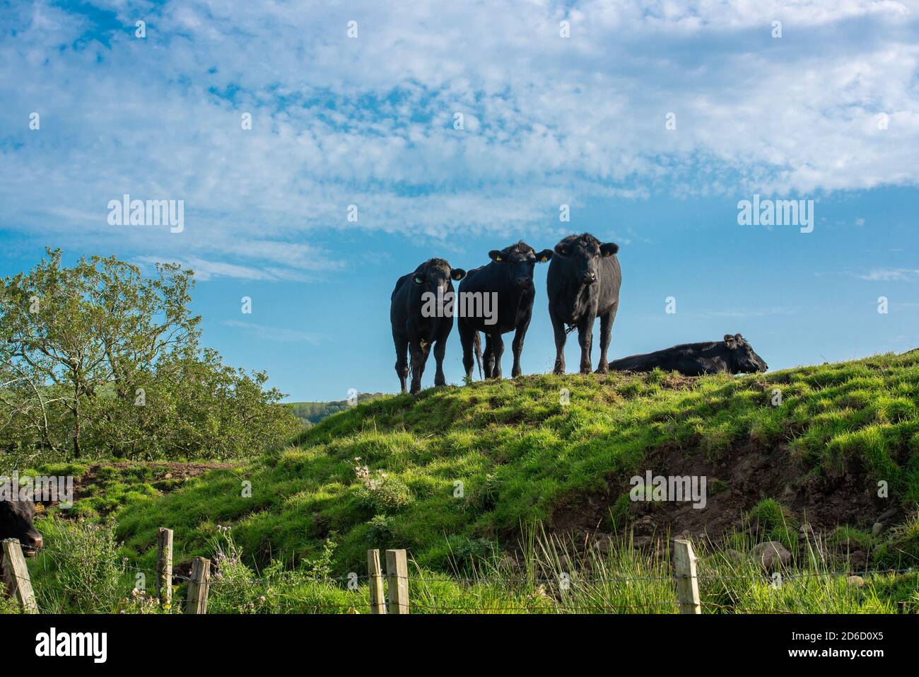 Rindfleisch, Whitewell, Clitheroe, Lancashire. VEREINIGTES KÖNIGREICH Stockfoto