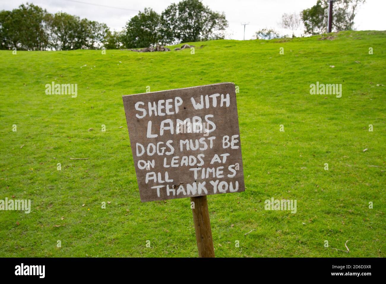 Melden Sie sich in einem Feld in der Nähe von Silverdale, Lancashire, UK. Schafe mit Lämmern Hunde müssen auf der Leitung zu allen Zeiten Danke. Stockfoto
