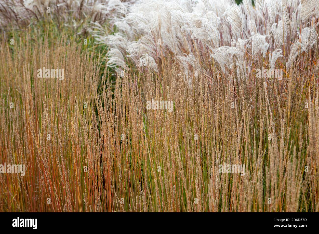 Molinia caerulea subsp caerulea moorhexe Fotos und Bildmaterial in