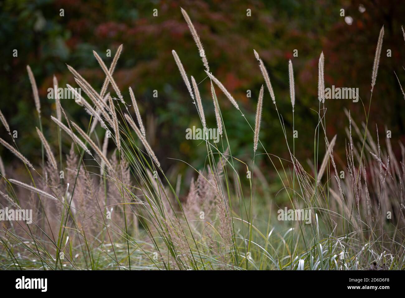 Pennisetum macrourum / African Feather Grass - blühende Gräser gehalten Hoch über dem Laub Stockfoto