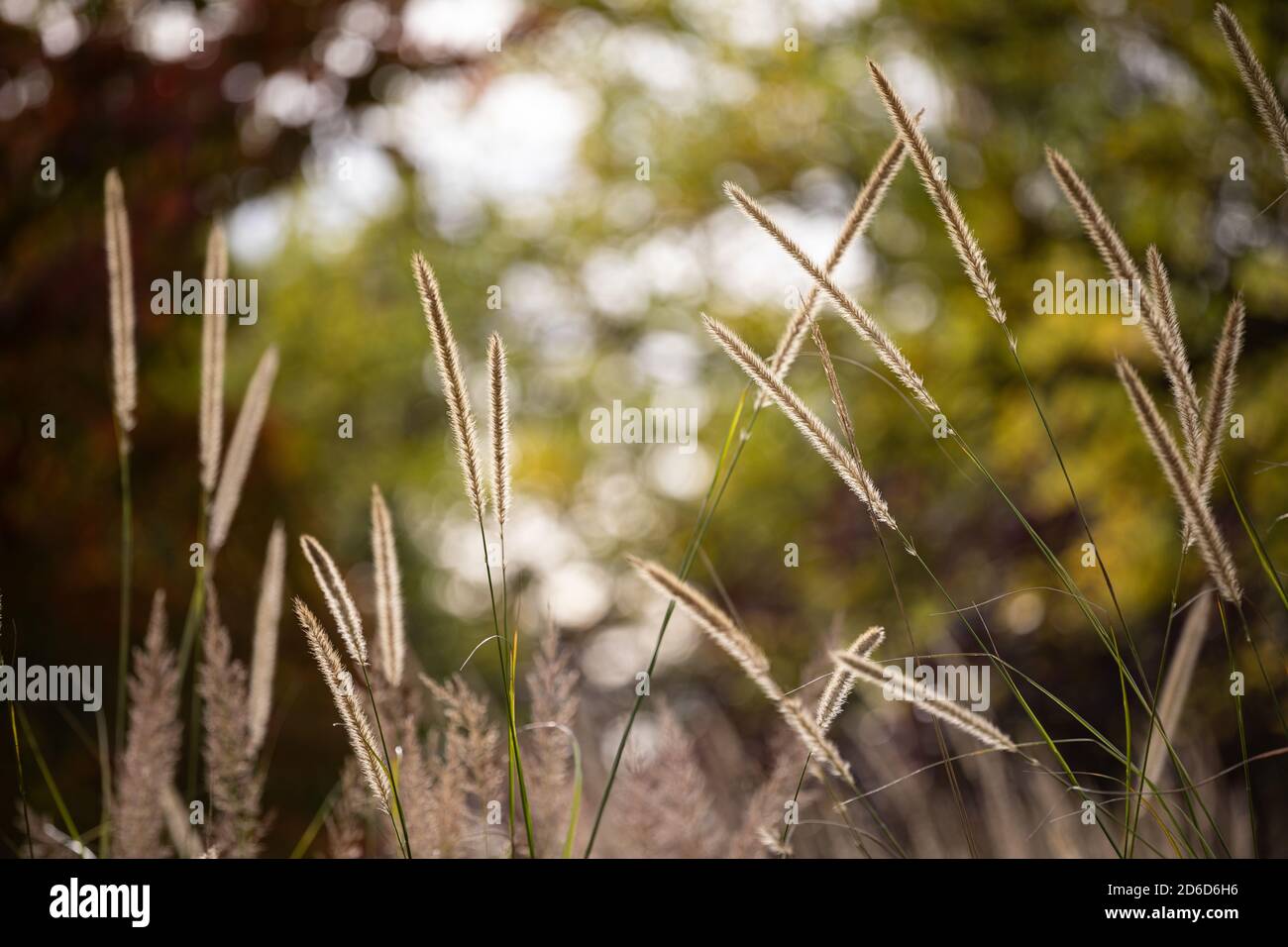 Pennisetum macrourum / African Feather Grass - blühende Gräser gehalten Hoch über dem Laub Stockfoto