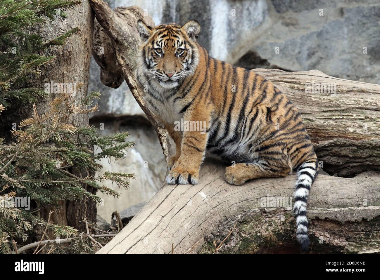 29.03.2019, Berlin, , Deutschland - Sibirischer Tiger. 00S190329D344CAROEX.JPG [MODEL RELEASE: NICHT ZUTREFFEND, PROPERTY RELEASE: NO (c) caro images / Sorge, Stockfoto