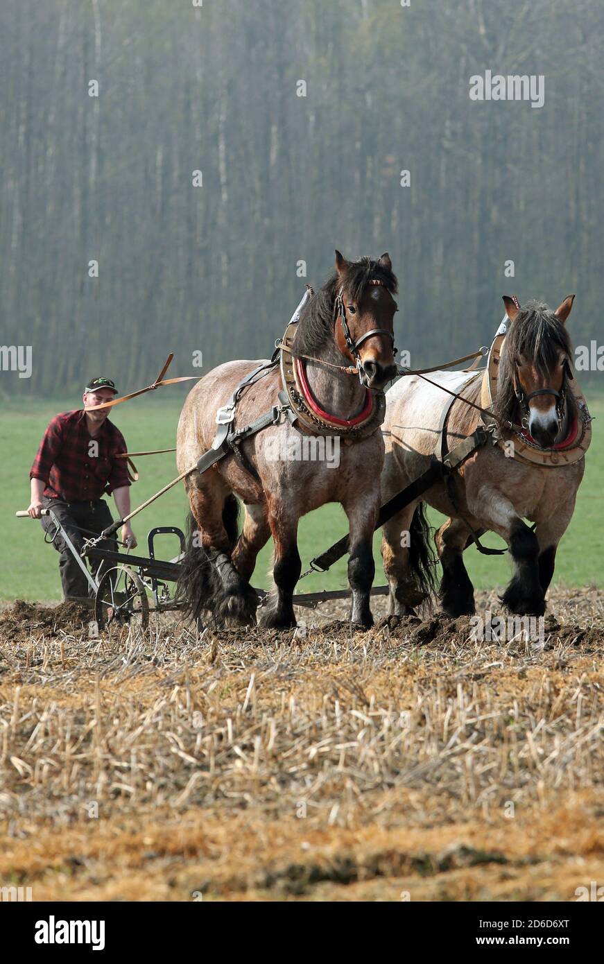 06.04.2019, Glasten, Sachsen, Deutschland - der Bauer pflügt sein Feld mit Hilfe von zwei Kaltblutpferden. 00S190406D199CAROEX.JPG [MODELLVERSION: NEIN Stockfoto