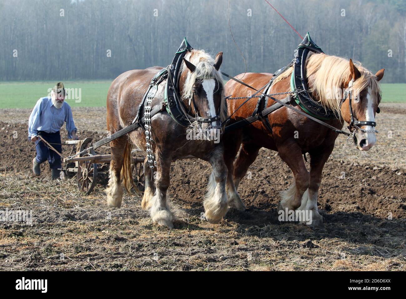 06.04.2019, Glasten, Sachsen, Deutschland - der Bauer pflügt sein Feld mit Hilfe von zwei Kaltblutpferden. 00S190406D204CAROEX.JPG [MODELLVERSION: NEIN Stockfoto