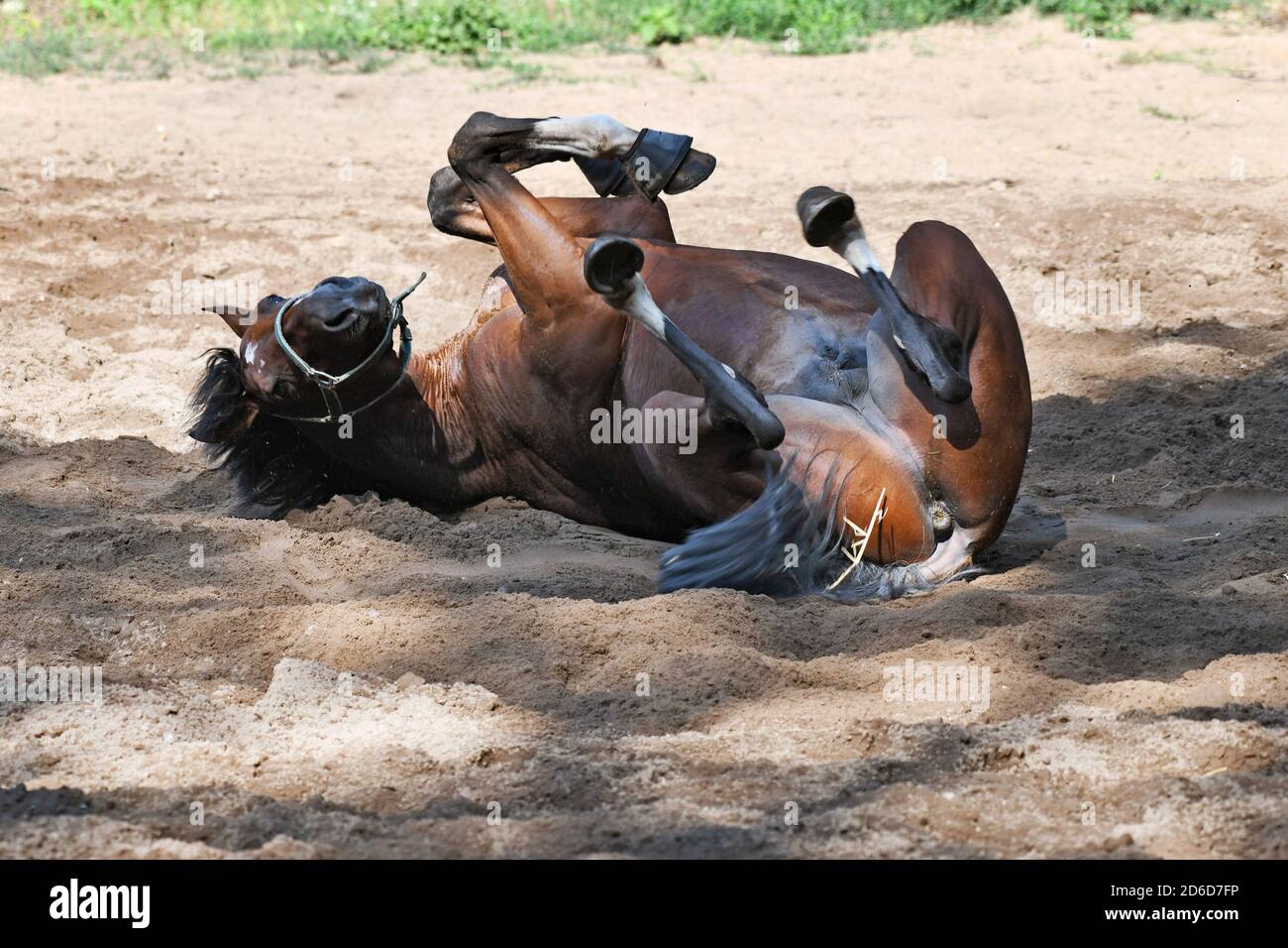 18.07.2020, Hoppegarten, Brandenburg, Deutschland - Pferd rollt im Sand. 00S200718D631CAROEX.JPG [MODELLVERSION: NICHT ZUTREFFEND, EIGENTUMSFREIGABE Stockfoto