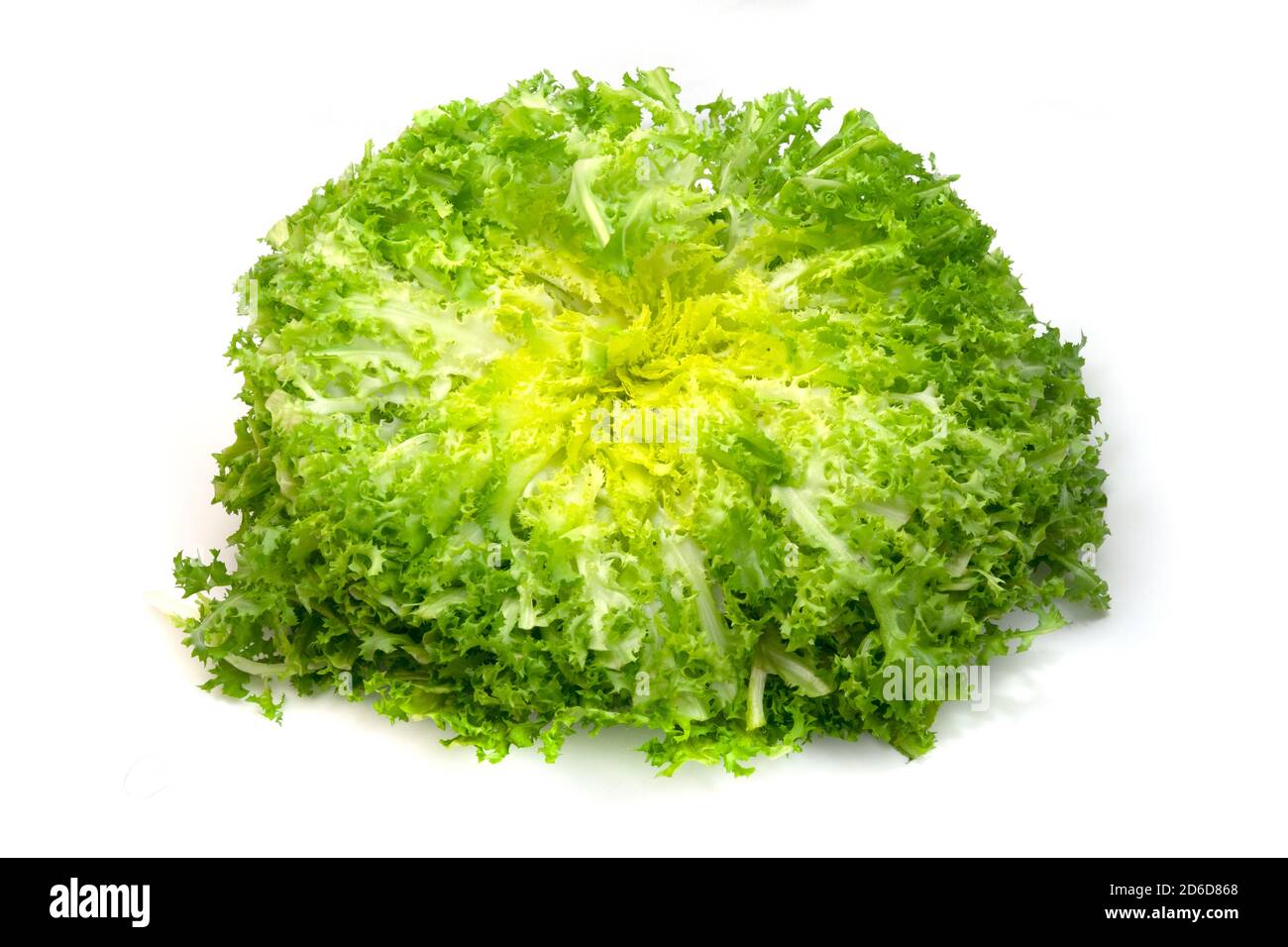 Cichorium endivia var crispum Fotos und Bildmaterial in hoher